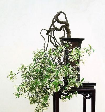 60例盆景树种，总有属于你的那棵（建议收藏）