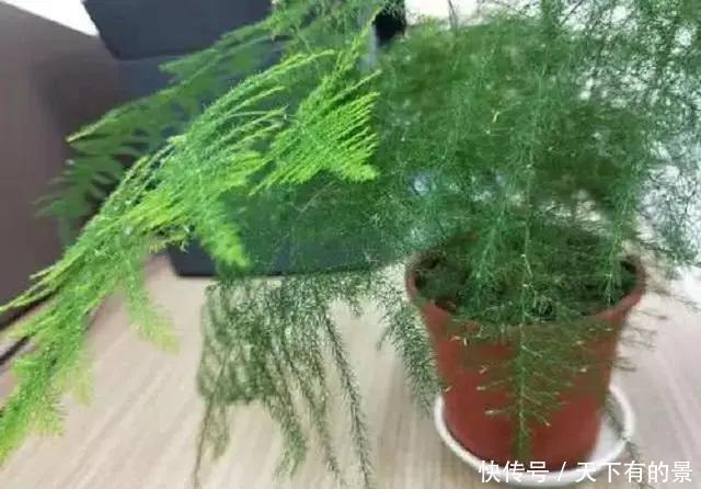 此种植株|阳光能养花,亦会“杀”花,夏天已来临,这几种植株切记不可多晒