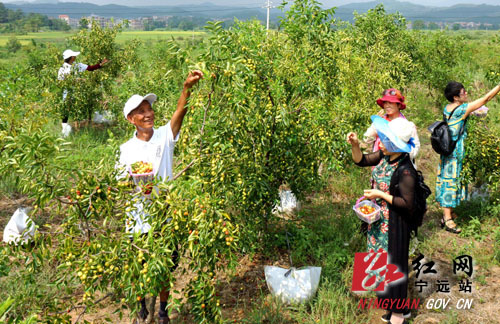 宁远:九嶷湘妃枣助农增收