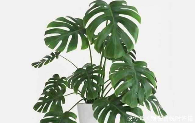 『净化空气』甲醛“杀手”大合集,这6种植物点缀家居,有益健康观赏性十足