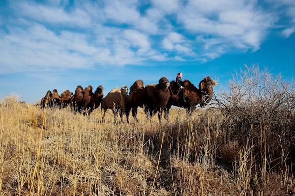 可可西里无人区  盐湖沙漠雅丹雪山湖泊草原原始风貌生机盎然