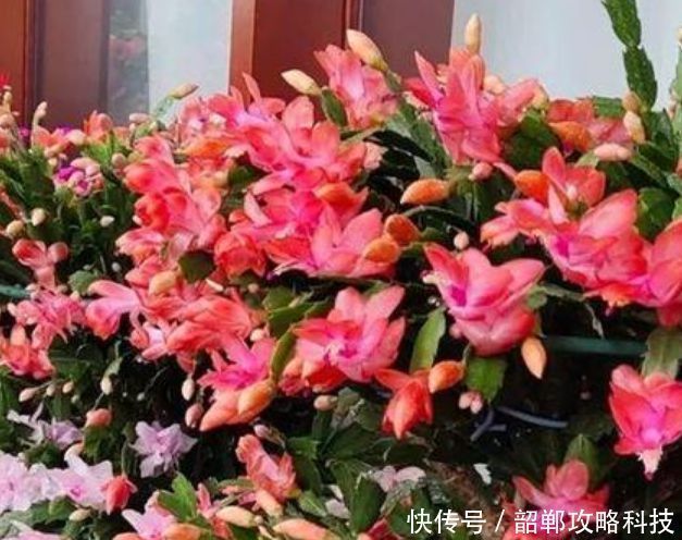  适合|“4种花”最好养，半月浇水一次，花开压弯枝头，适合新手养