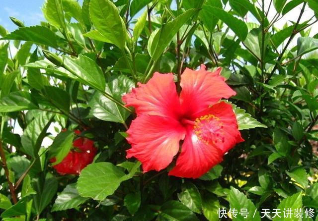  『复苏』“朱槿牡丹”扶桑花，春天复苏后做好5件事，花期长达半年