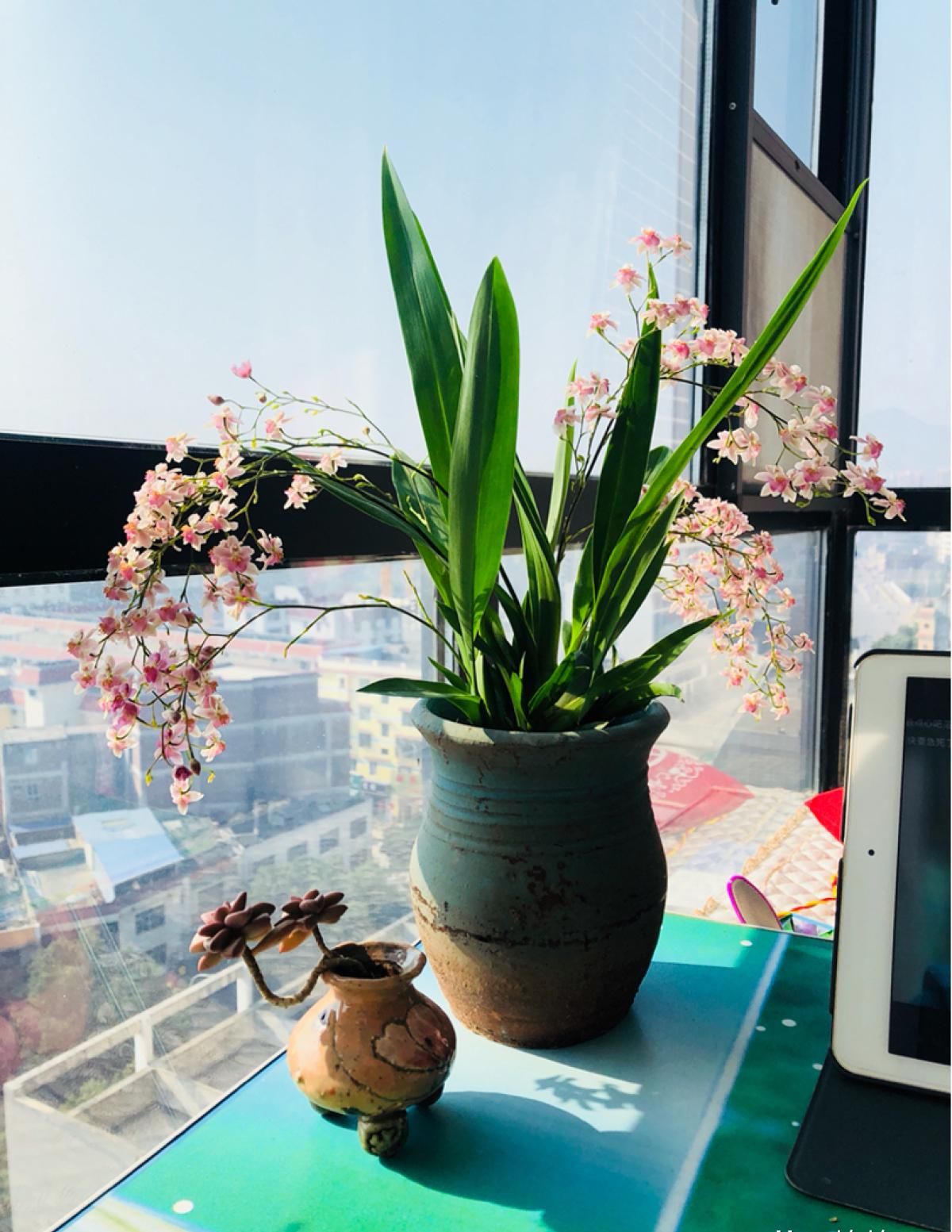 「香水」今年最火的兰花,一棵就能香满屋,比香水好闻多了!