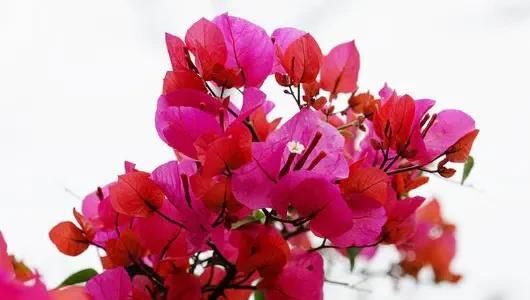  『三角梅』养这4种花，家里全年都是“小花园”，花朵一茬又一茬，绚丽多彩
