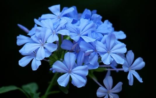  『懒人』适合懒人养的“四季花”，一年开花200天，养在阳台四季绚烂，美