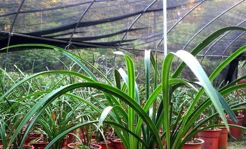 「种植的兰花」讲一下兰花的服盆,如何判断兰花是真正的成活了?不要假活当服盆