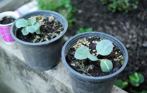 刺吸害虫真可恶，骚扰我家阳台上的花，看我如何治你！