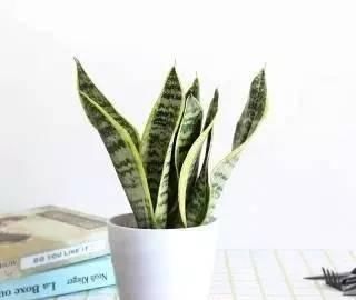  『绿萝』卫生间养上这4种植物，可以很好的去除异味