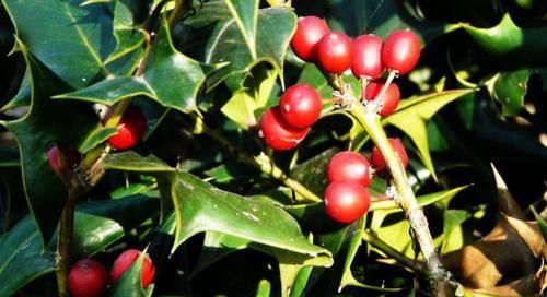  「植物」一种树叶子上有刺，看似无用却是个宝，一株贵了能卖上千元