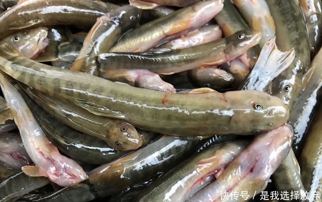  「少有」农村一种淡水鱼，背上带刺，市场卖60块一斤，为何少有