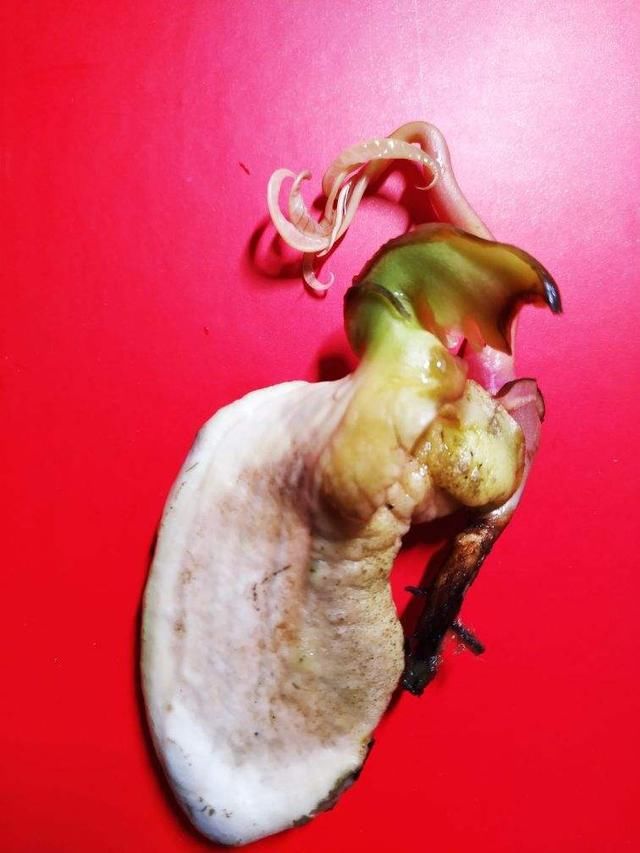  【森林】芒果这么种才长得快，随手一剪，就能种出小森林！