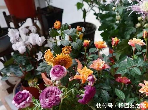 「门道」阳台上养花讲门道,4个“雷区”要绕开,否则容易破坏整体格局
