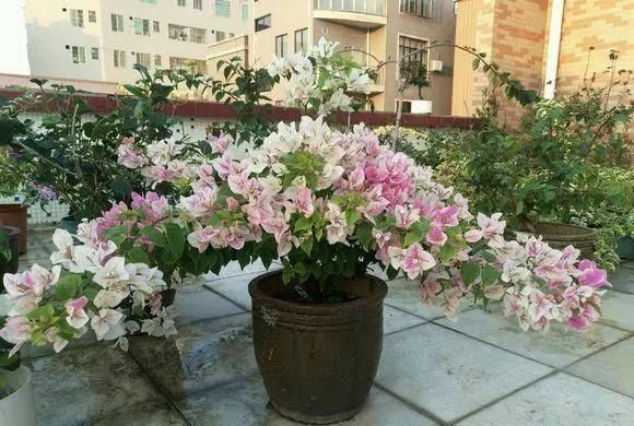  「暗斑夕阳红」这13种三角梅被称“开花机器”小苗就不断开花，适合阳台盆栽