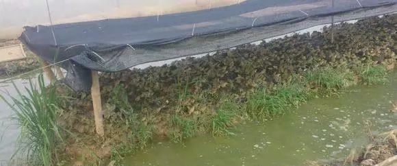 农民不养小龙虾养殖它，每亩收益4万元，如今年收入上百万