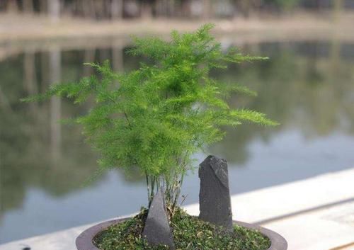  『爷爷』老花匠爷爷养了几十年的花，从来不黄叶，大家来学学
