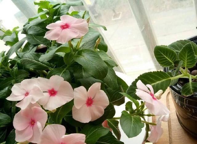  『枝繁叶茂』养四季梅这样修剪一下，开花多四倍，枝繁叶茂，一盆种出很多盆