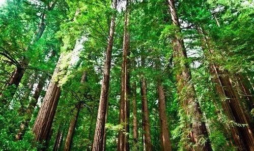 透气凉爽，洗1000次也不变形！夏天穿上挺拔又自信！