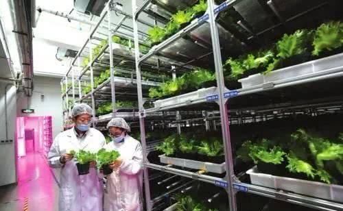  产品|植物工厂：90％不盈利，但产品符合消费趋势，未来价值可期