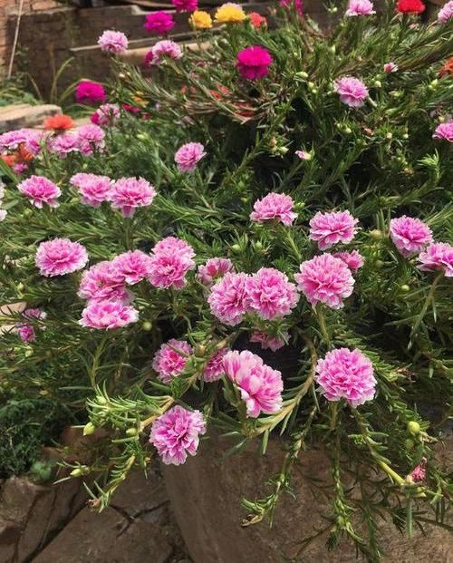  #花点#大爱太阳花，号称“养不死”，稍微花点小心思，阳台都开爆了