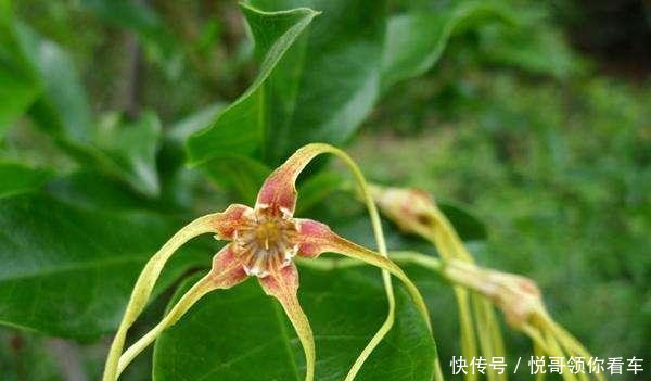  『有大』果实似羊角，外形独特，人称“断肠草”，遇到别去摘，全株有大毒！
