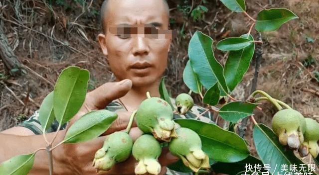  「小优」它长得像石榴，在野外很常见，如今是一种珍贵的药材，