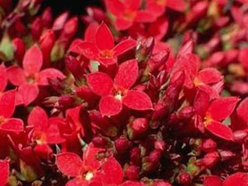  『扦插』5种“生根水，辅助植物扦插，增加“成活率”，半个月一盆变多盆