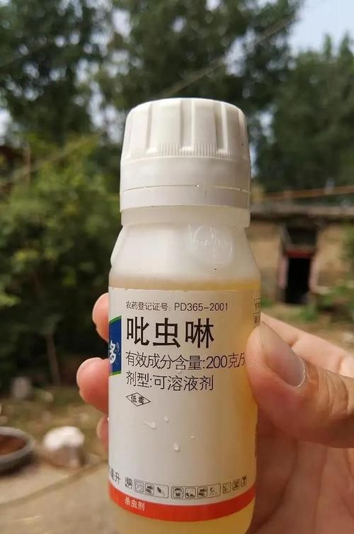 【小虫】养月季,花苞残了,就是大名鼎鼎的“蓟马”横行,当心月季毁容