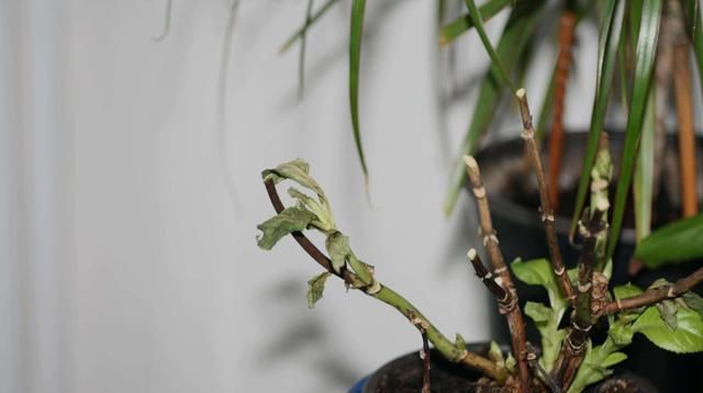  「导致绣球花」绣球长花苞正当时，花苞发黑怎么办？4个原因，教你破解