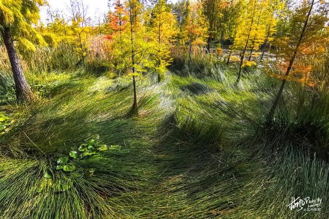南京池杉湖，华东地区最大的水上池杉林，秋色醉美的观鸟胜地