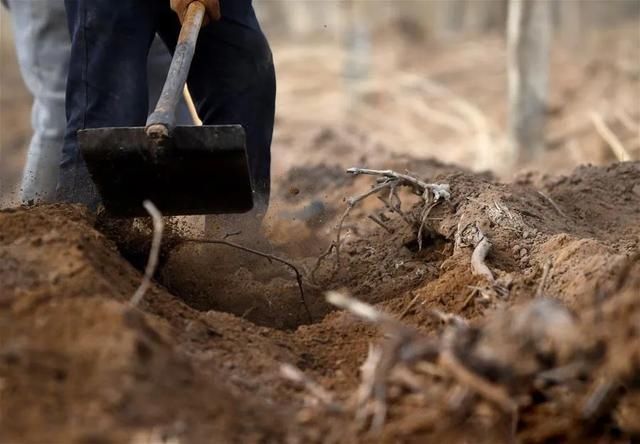  『热火朝天』四月，吐鲁番一片热火朝天