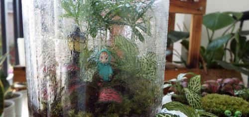  『一大』这花真好养，叶子沾点水就能活，7天爆满一大缸！