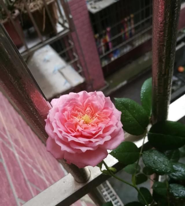  『丰花性好』狼家自育的表现到底如何，戳进来看看花友们的大实话