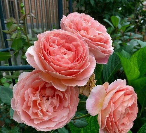  「营养」月季扦插的弱苗怎样养壮实？营养是关键，光照不能少，养根是基本