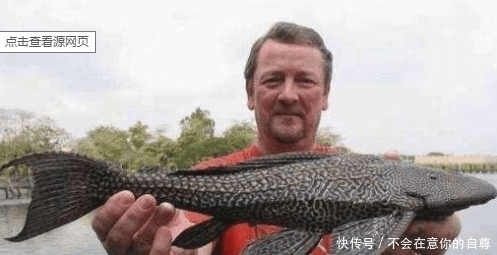 「巨兽」清道夫终结者！成吨清道夫，这些食肉巨兽瞬间吃完，网友：过瘾！