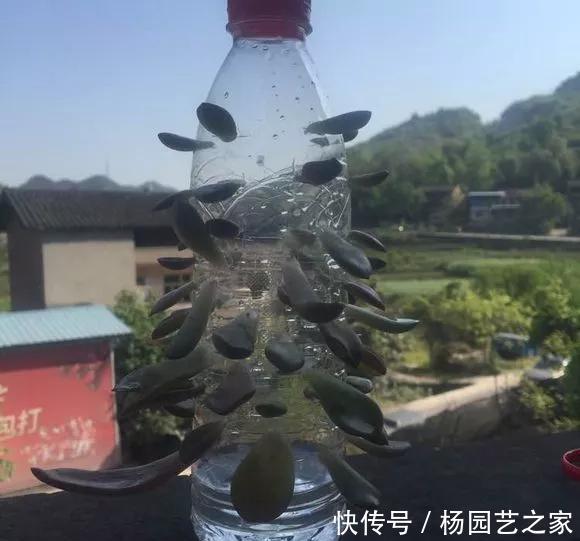  扦插：养花技巧：不到3分钟，塑料瓶做成扦插神器，7天长出大白根！