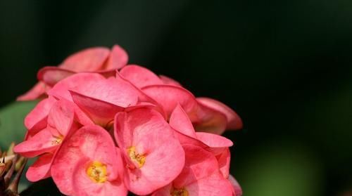  能出现的问题|虎刺梅不开花？其实是你的原因，不是虎刺梅的原因！