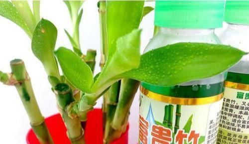  『油绿』富贵竹加个小药片，一直油绿不黄叶？真是一个笑话