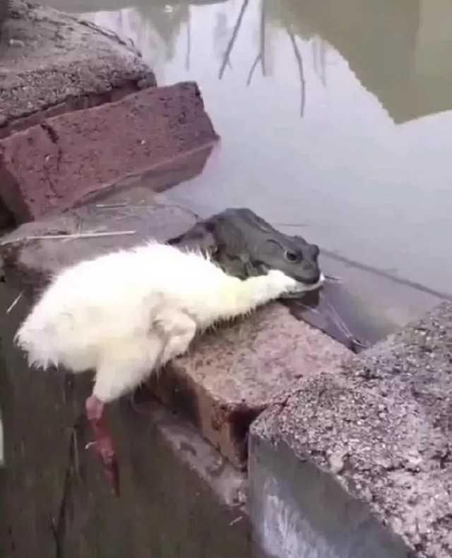  [每日]每日一笑：我就想看看我肚子里多少墨水