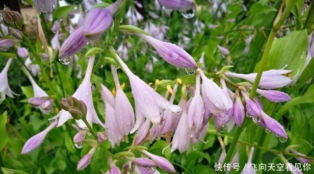  『蕨类植物』超级耐阴的几种花，常年不见太阳，也能郁郁葱葱长一片