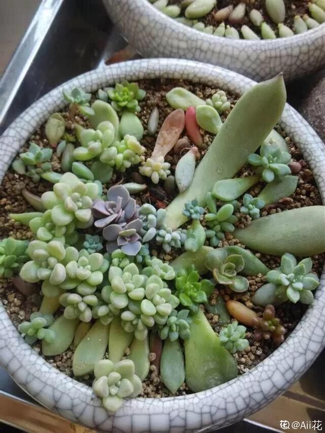  【成活率】多肉叶插时，换个姿势，成活率大大提高！