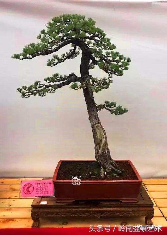 松树盆景，怎样才能算上品？