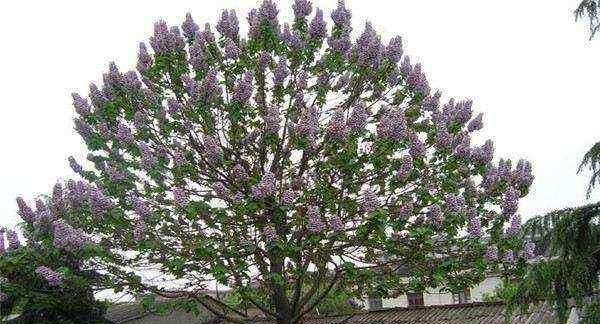  树中■泡桐，树中之花，花中之树，一身浩然之气
