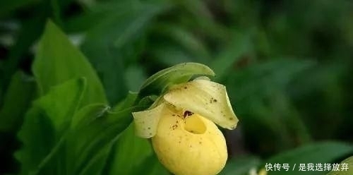 「黄花独蒜兰」正在消失的美丽:稀有兰花
