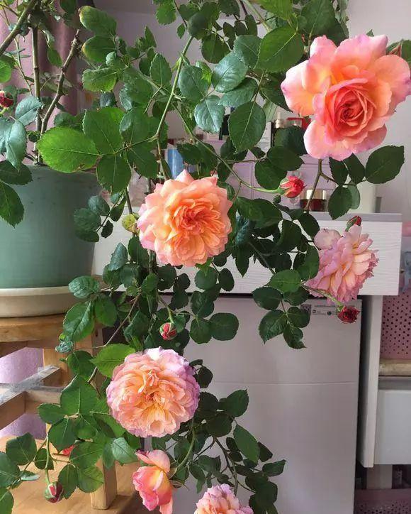 柔美|阳台就养一株这种花,花色柔美,持续开花,一次开爆盆成花海