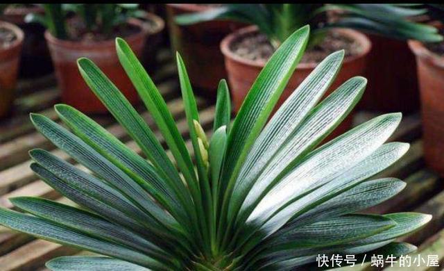 细节|君子兰秋季换盆,注意4个小细节,不影响正常开花