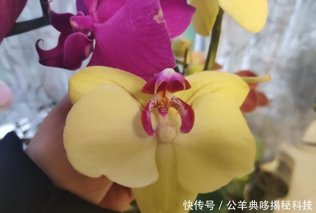  「标本」蝴蝶兰怕湿更怕干，脱水干死快成标本的蝴蝶兰怎么救？丢就对了