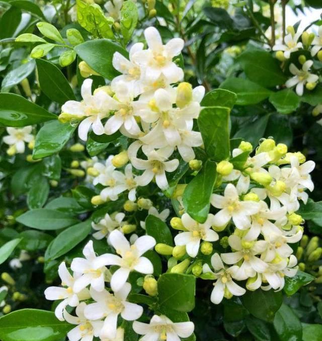 『养护』此花,开花时香气非常浓郁,要远离卧室,在阳台上放置即可。