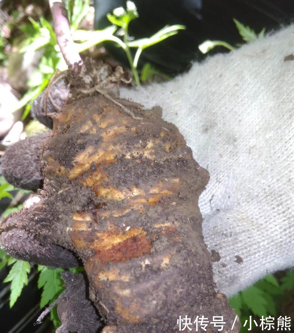 农村草中“贵族”, 根部像天麻, 500一斤, 见了别挖, 只因太珍贵