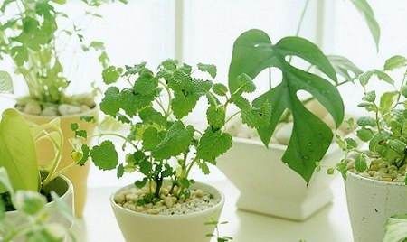 #开花#最爱爆盆的开花机器矮牵牛,夏天做好“4个多”,只见花朵不见叶